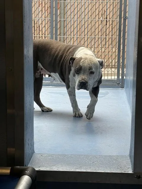 A young medium-sized female Pit Bull Terrier dog named Baby for adoption in Downey, CA