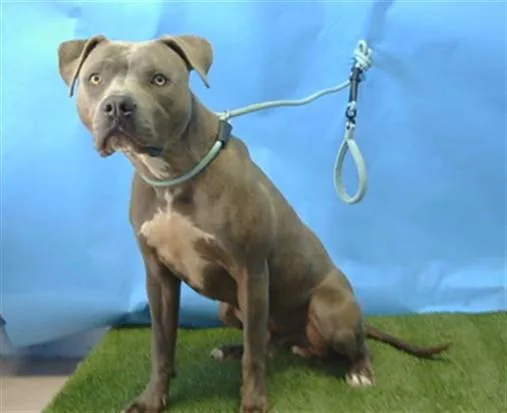 A young medium-sized male Pit Bull Terrier dog named Dior for adoption in Gardena, CA