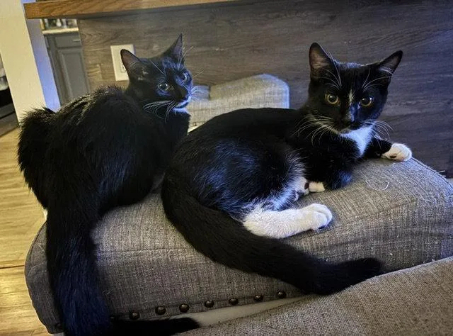 A baby medium-sized female Black & White / Tuxedo Domestic Short Hair cat named Purrsia BONDED PAIR for adoption in Naugatuck, CT