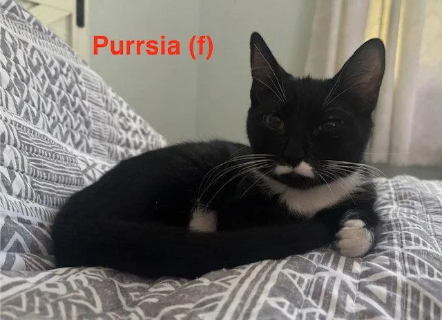 Purrsia  BONDED PAIR thumbnail 2