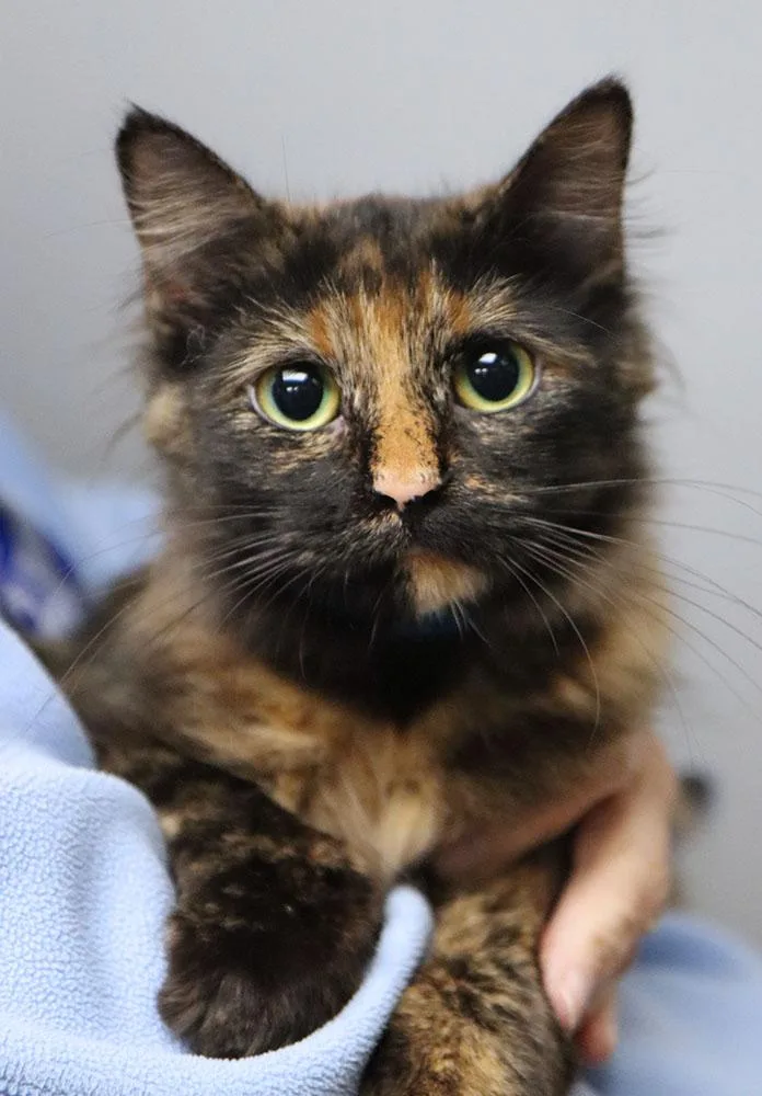 A young medium-sized female Domestic Medium Hair cat named Sue for adoption in Kansas City, KS