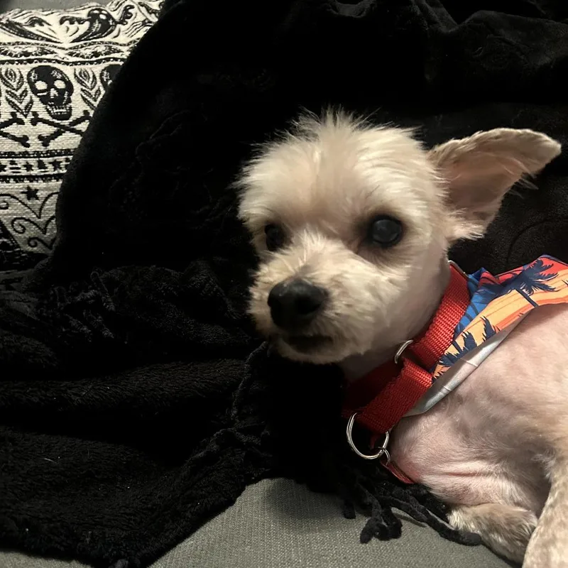Bentley thumbnail 2