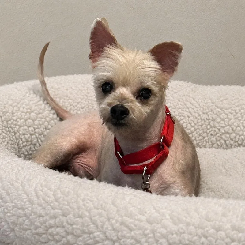Bentley thumbnail 3