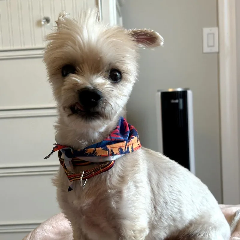 Bentley thumbnail 5