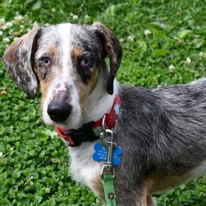 An adult small-sized male Brown / Chocolate Wirehaired Dachshund dog named Sherlock Holmes for adoption in Johnson City, TN