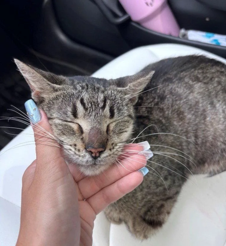A young medium-sized female American Shorthair cat named Donnie for adoption in Oakland Park, FL