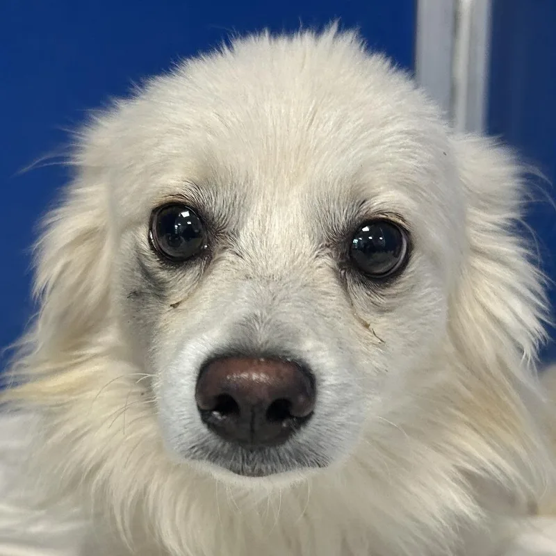 An adult small-sized male White / Cream Mixed Breed dog named 112000 for adoption in Las Cruces, NM
