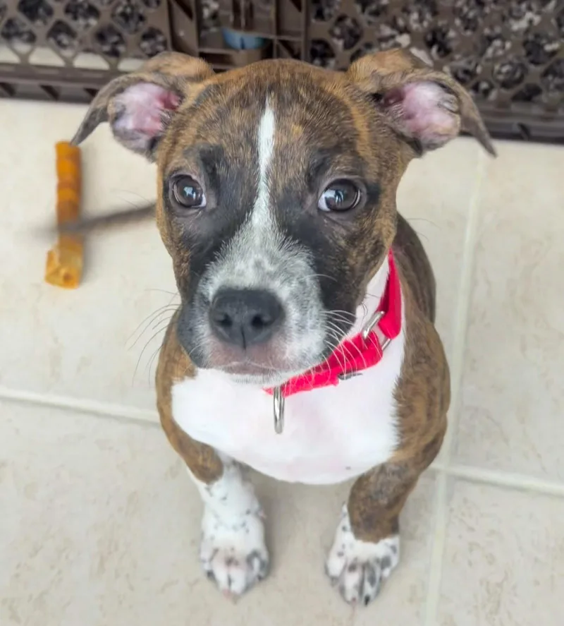 A baby medium-sized female American Staffordshire Terrier dog named Moose for adoption in Lighthouse Point, FL