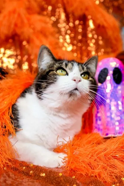 An adult large-sized female Domestic Short Hair cat named Presley for adoption in Dothan, AL