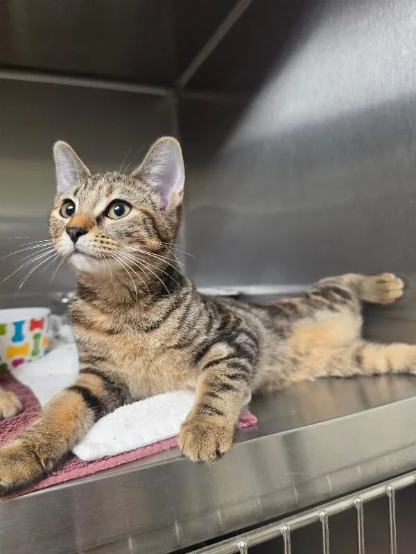 A young medium-sized female Tortoiseshell cat named Daisy for adoption in Bluffton, IN