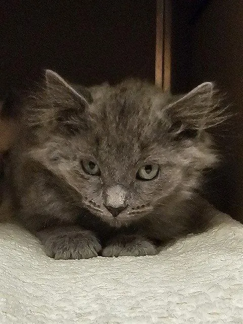 A baby medium-sized female Gray / Blue / Silver Domestic Long Hair cat named Dunkin for adoption in Clyde, NC