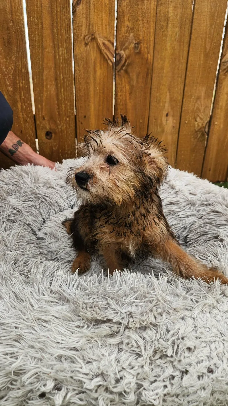 Pixie Ka thumbnail 2