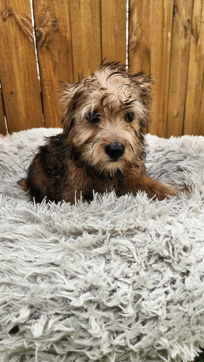 Pixie Ka thumbnail 3