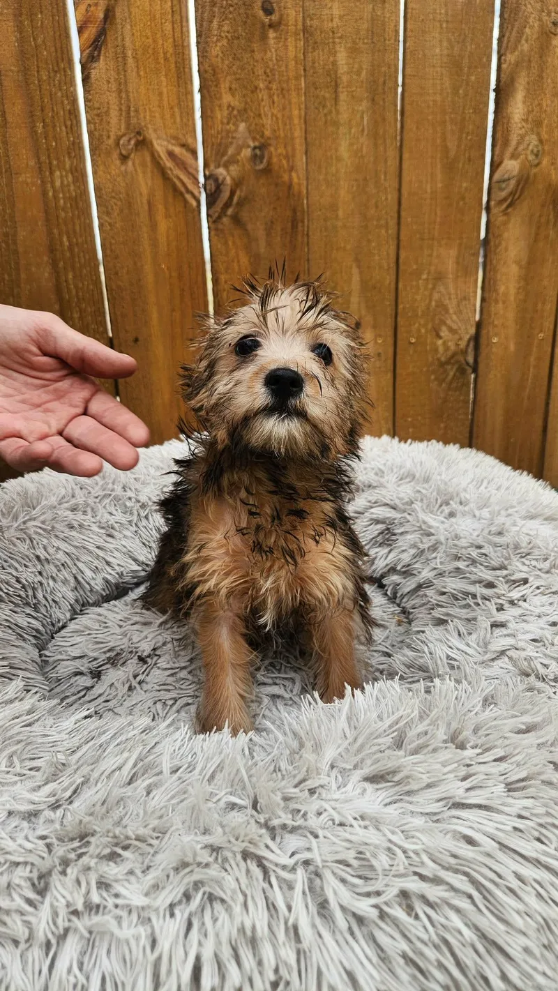 Pixie Ka thumbnail 5