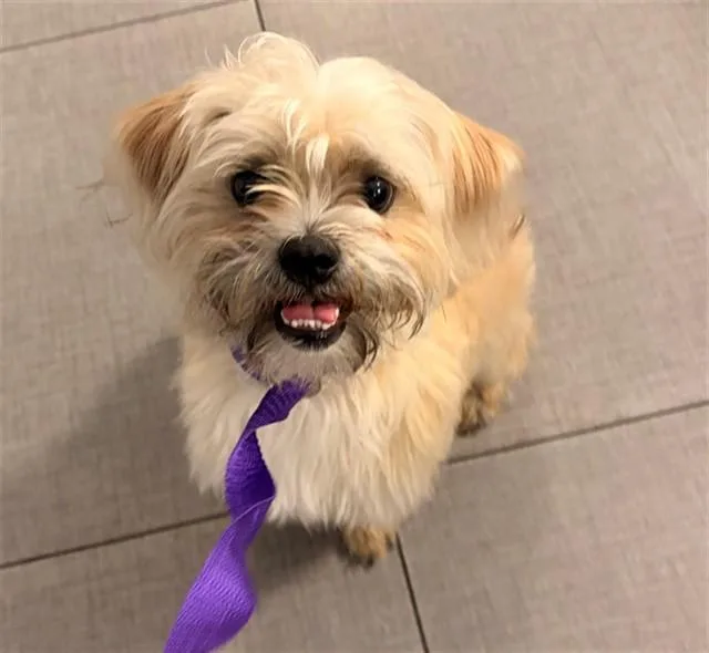 An adult small-sized male Shih Tzu dog named Unknown for adoption in Rancho Cucamonga, CA