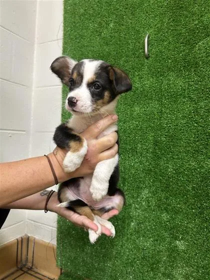 A baby small-sized female Cardigan Welsh Corgi dog named Daisy for adoption in Gainesville, FL