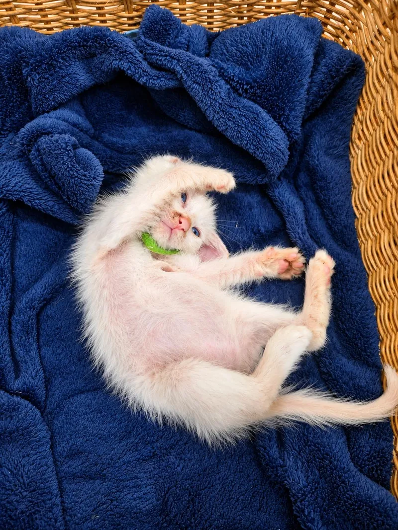 A baby medium-sized male White Domestic Medium Hair cat named Casper for adoption in Houston, TX