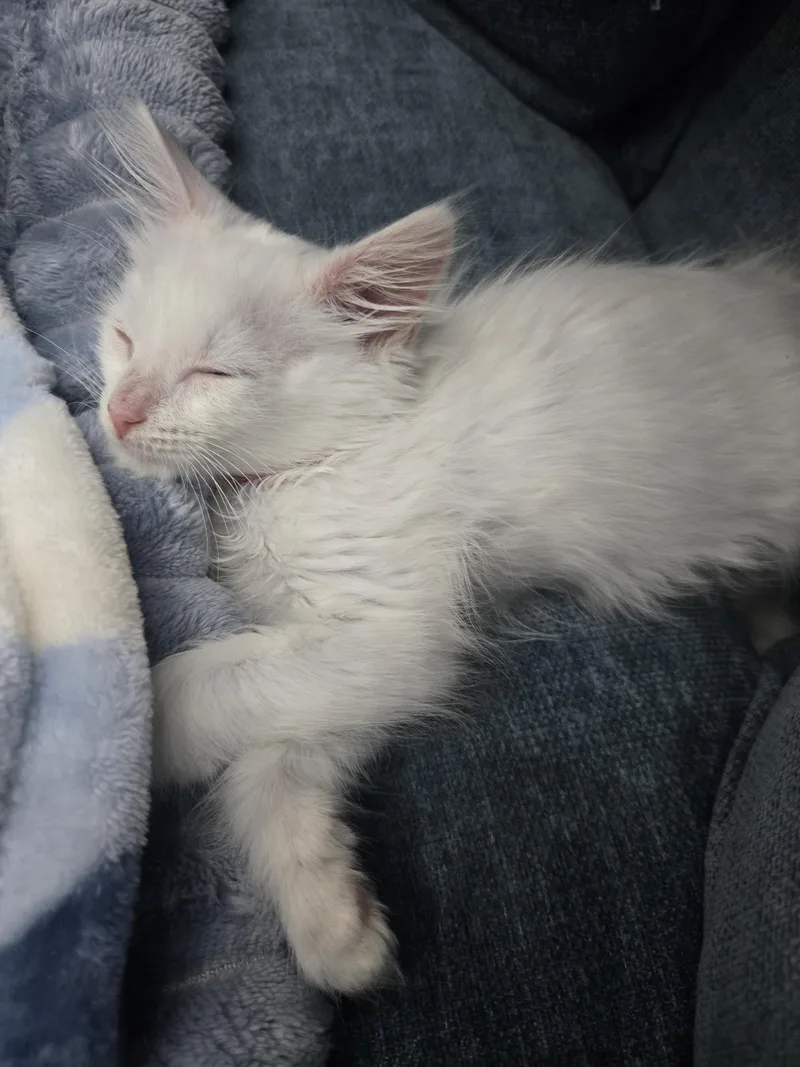 Casper thumbnail 2