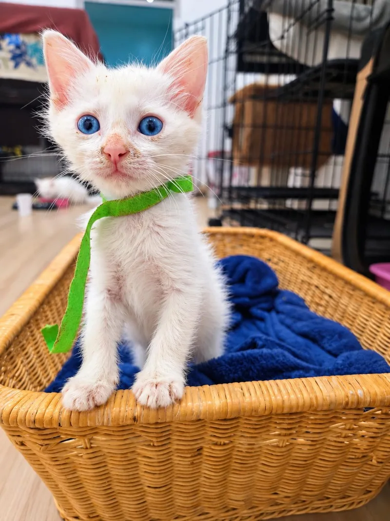 Casper thumbnail 3
