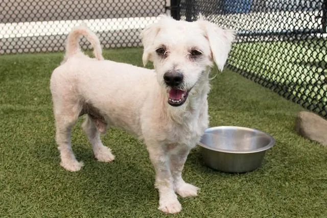 An adult small-sized male Terrier dog named Beebee Aka Simon for adoption in Santa Monica, CA