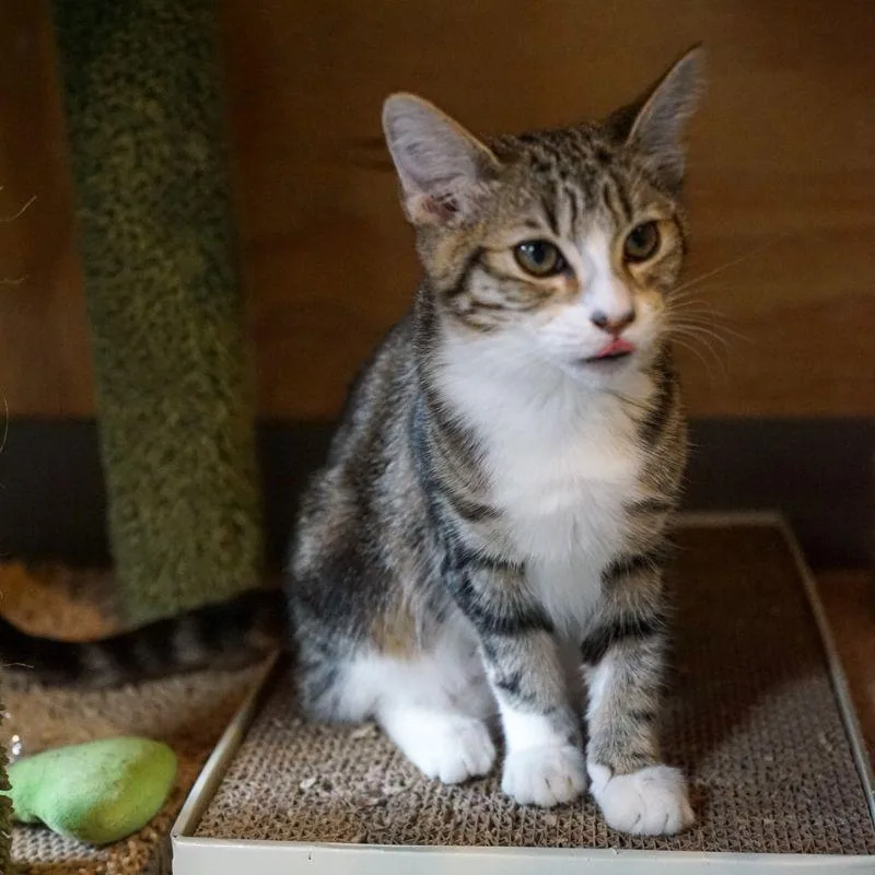 A young medium-sized female Domestic Short Hair cat named Tzatziki for adoption in Jackson, WY
