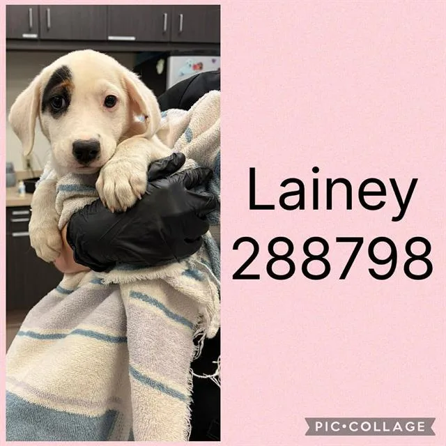 A baby small-sized female Mixed Breed dog named Lainey for adoption in Macon, GA