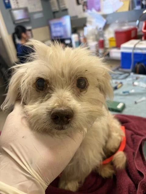 A senior small-sized male Maltese dog named Simon for adoption in Riverside, CA