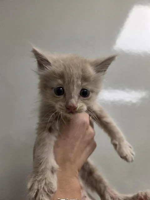 A baby small-sized male Domestic Medium Hair cat named French Fry for adoption in Ontario, CA