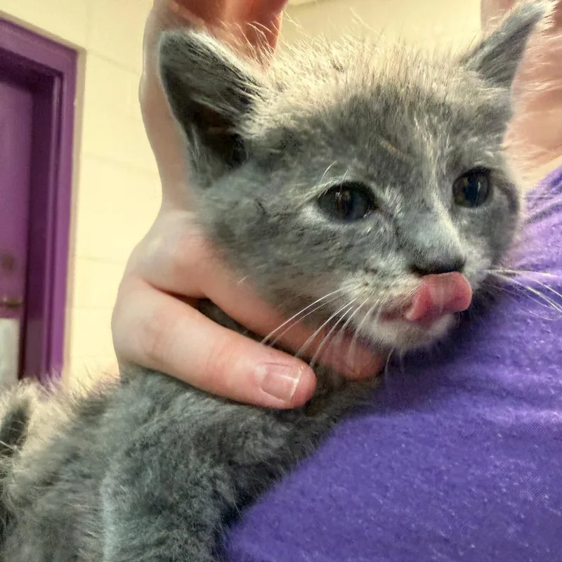 A baby small-sized female Gray / Blue / Silver Domestic Short Hair cat named Selene for adoption in Ardmore, OK