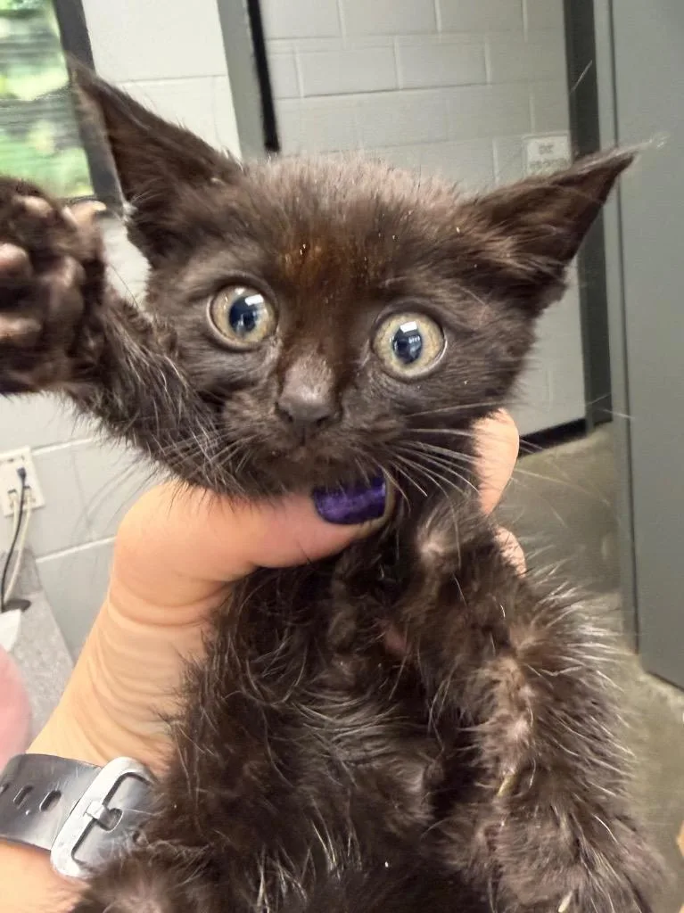 A baby large-sized female Domestic Short Hair cat named Cupcake for adoption in Henderson, NC