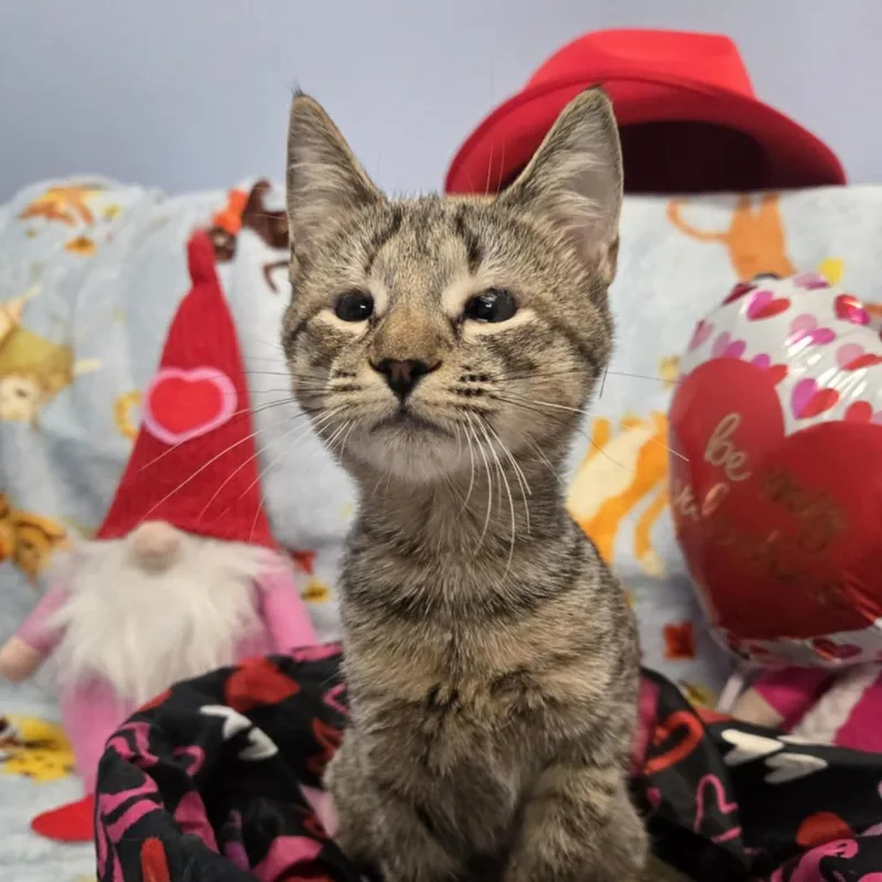 A young small-sized female Brown / Chocolate Domestic Short Hair cat named Eliza for adoption in Greenville, NC