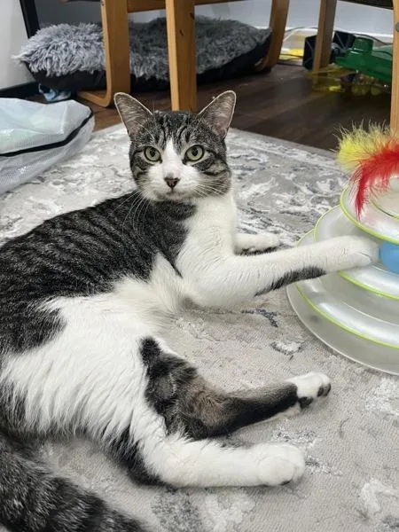 A young medium-sized male Domestic Short Hair cat named Donny for adoption in Ridgewood, NY