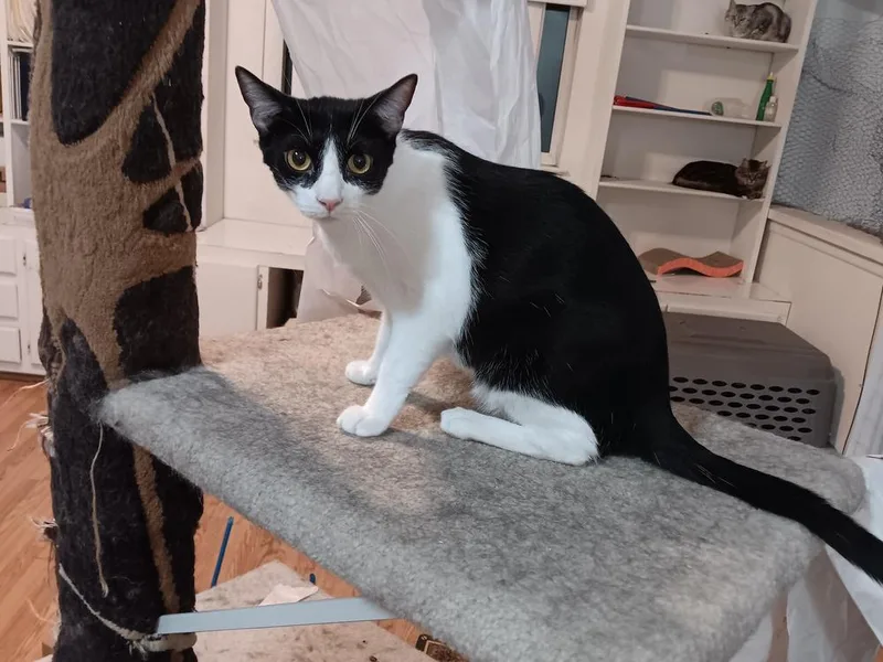 A young medium-sized male Black & White / Tuxedo Domestic Short Hair cat named Amor for adoption in Lancaster, CA