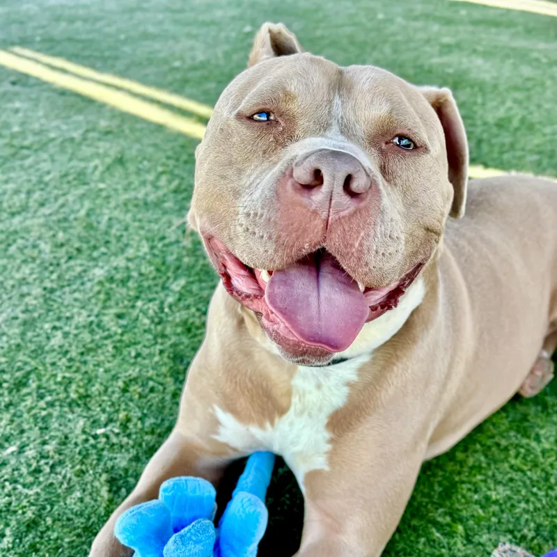 An adult large-sized male American Bully dog named Sevensweet Soulful Pup for adoption in Los Angeles, CA