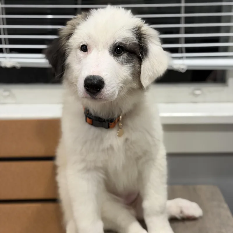 A baby large-sized female Great Pyrenees dog named Salem for adoption in Mahwah, NJ