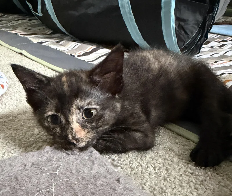 A baby medium-sized female Tortoiseshell Domestic Short Hair cat named Darla for adoption in Austin, TX