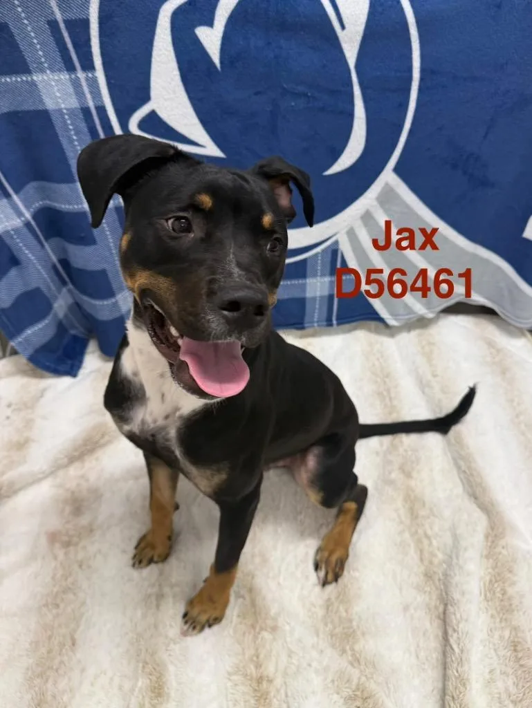 Jax