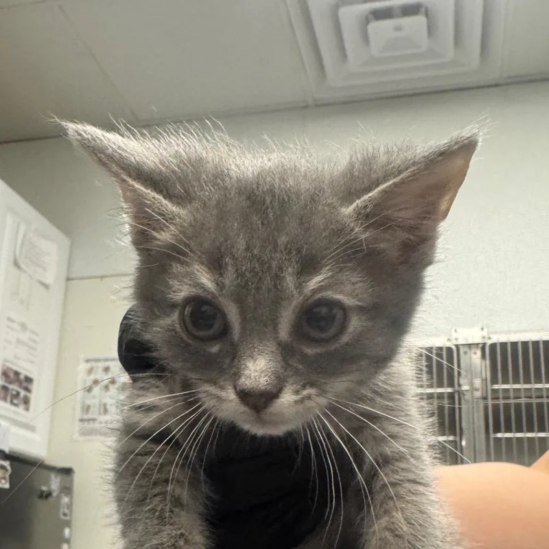 A baby small-sized female Domestic Short Hair cat named Jayne for adoption in Greenville, SC