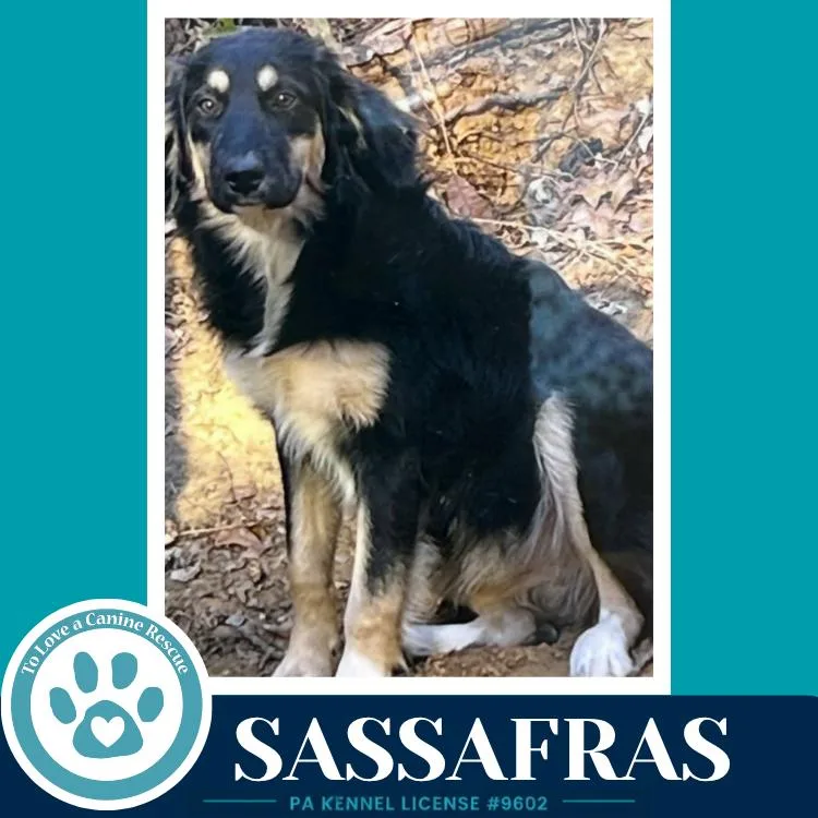 A young medium-sized female Brown / Chocolate English Shepherd dog named Sassafras for adoption in Kimberton, PA