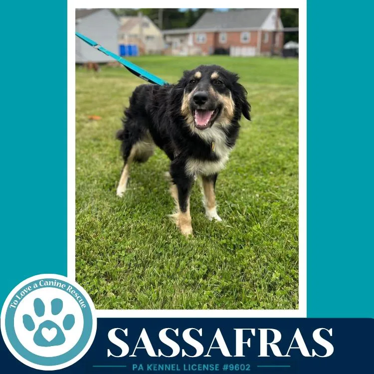 Sassafras thumbnail 2