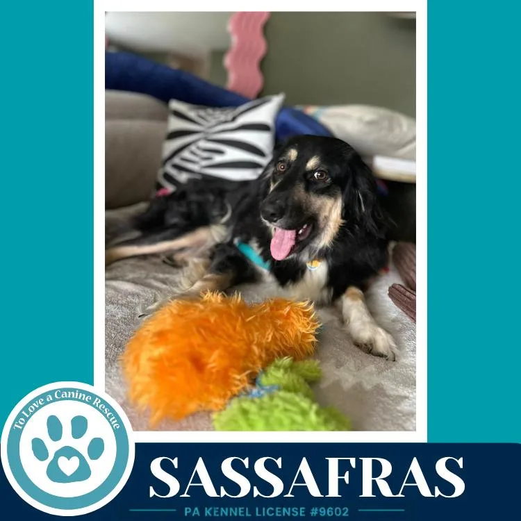 Sassafras thumbnail 3