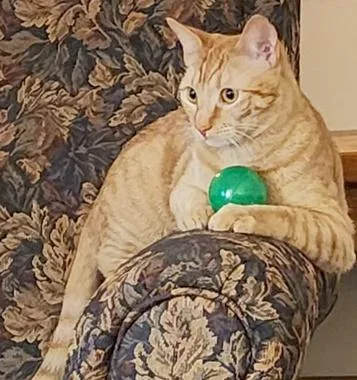 Littlefoot & Petrie thumbnail 2