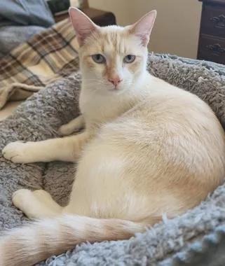 Littlefoot & Petrie thumbnail 3