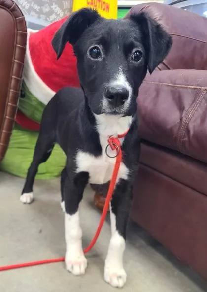A baby medium-sized female Bearded Collie dog named Ratatouille for adoption in Madison, NJ