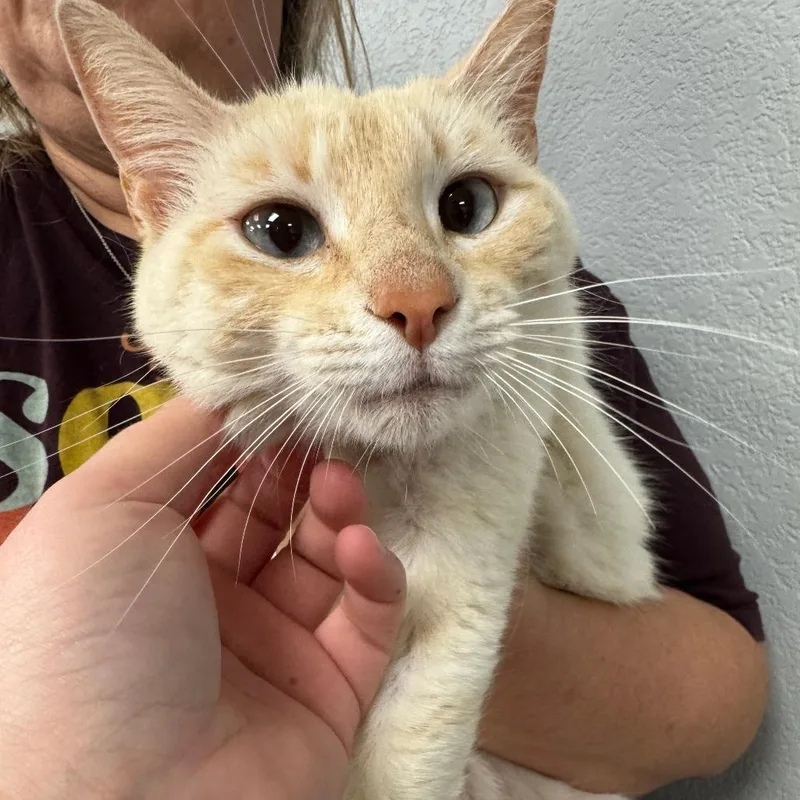 A young medium-sized female White Domestic Short Hair cat named Curry The Cat for adoption in Waco, TX
