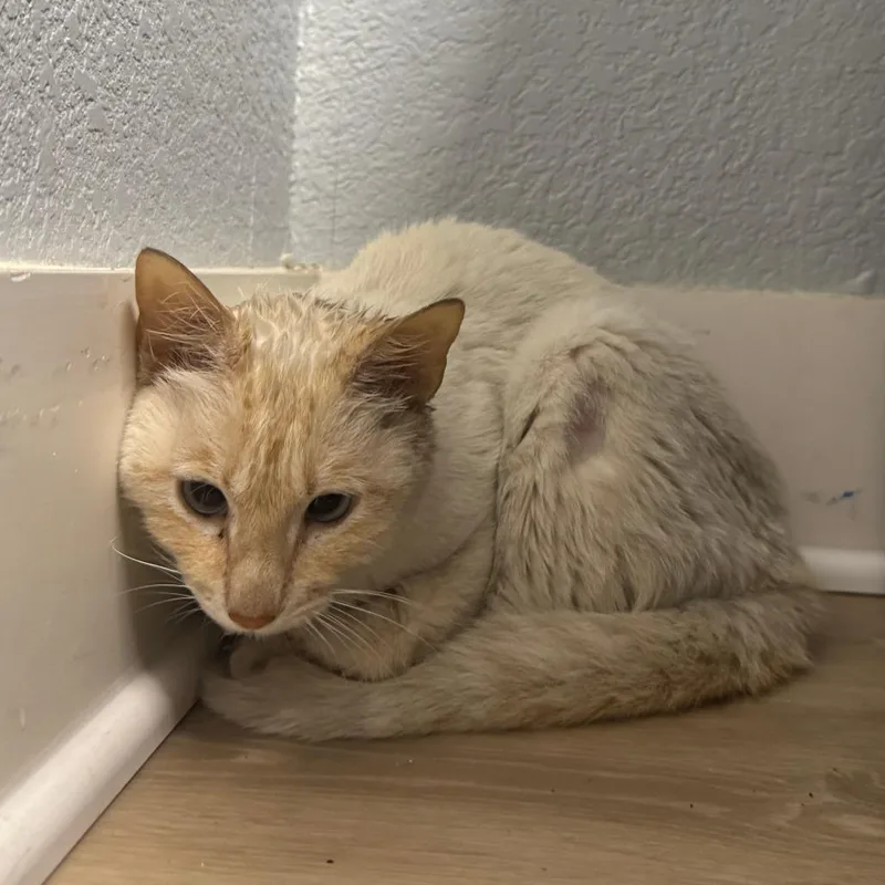 Curry The Cat thumbnail 2