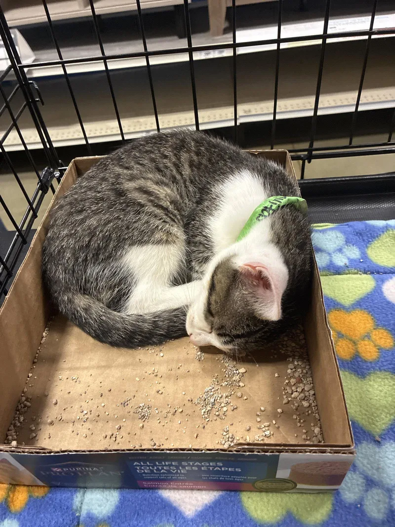 A baby medium-sized male Domestic Short Hair cat named Rayitas for adoption in Plano, TX
