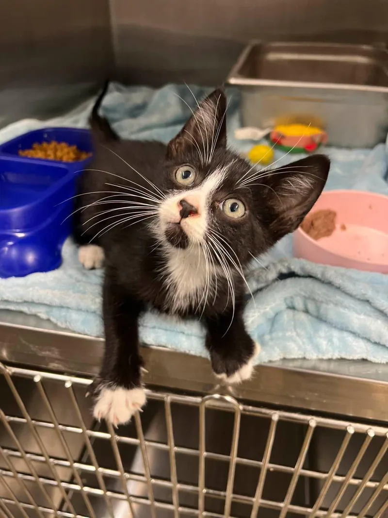 A young small-sized male Black & White / Tuxedo Tuxedo cat named Screech for adoption in Calhoun, KY