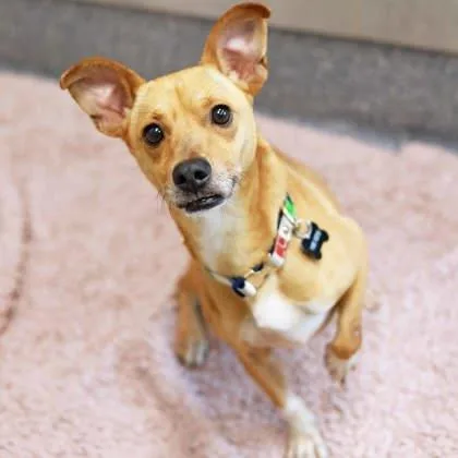 An adult small-sized male Yellow / Tan / Blond / Fawn Chihuahua dog named Matrix for adoption in Atlanta, GA