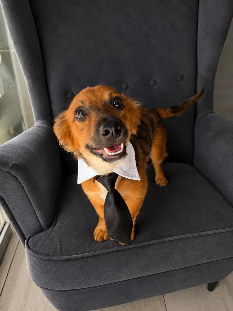 A baby small-sized male Red / Chestnut / Orange Dachshund (Miniature Long Haired) dog named Leo for adoption in Poway, CA